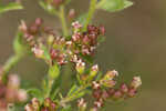 Hairy pinweed